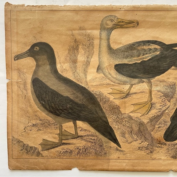 Antique Bird Illustrations - book plate etchings - Picture 5 of 15